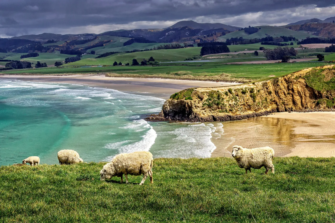 Un troupeau de moutons dans les hautes terres de Nouvelle-Zélande